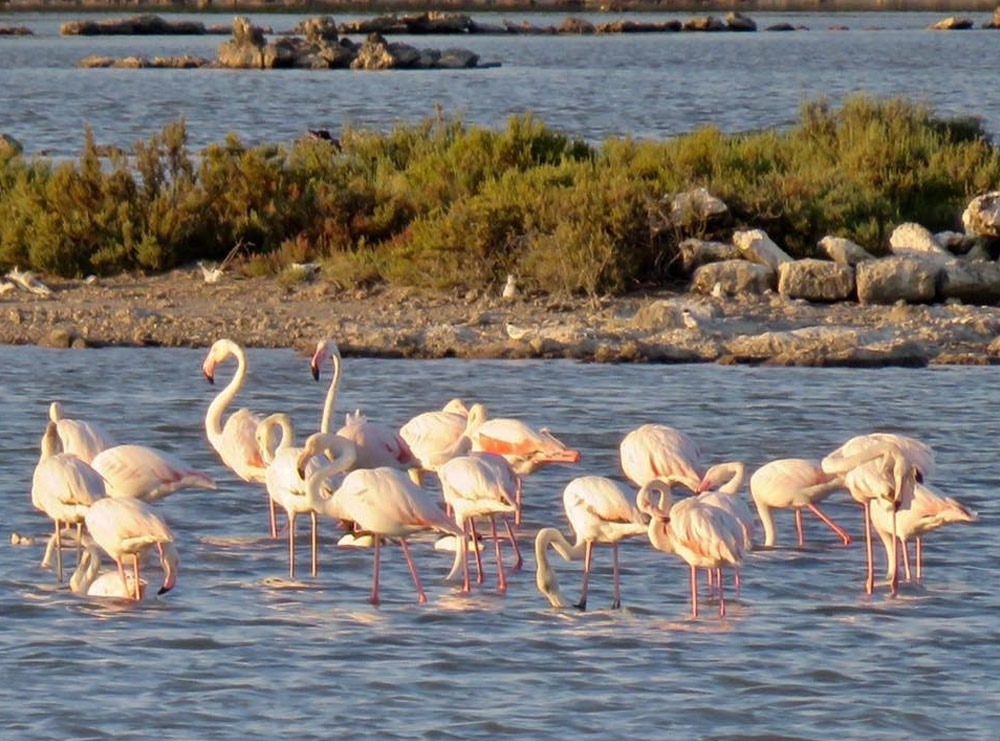 Manduria (TA) - Maggiorenni